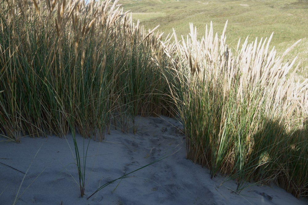 long shot of grass