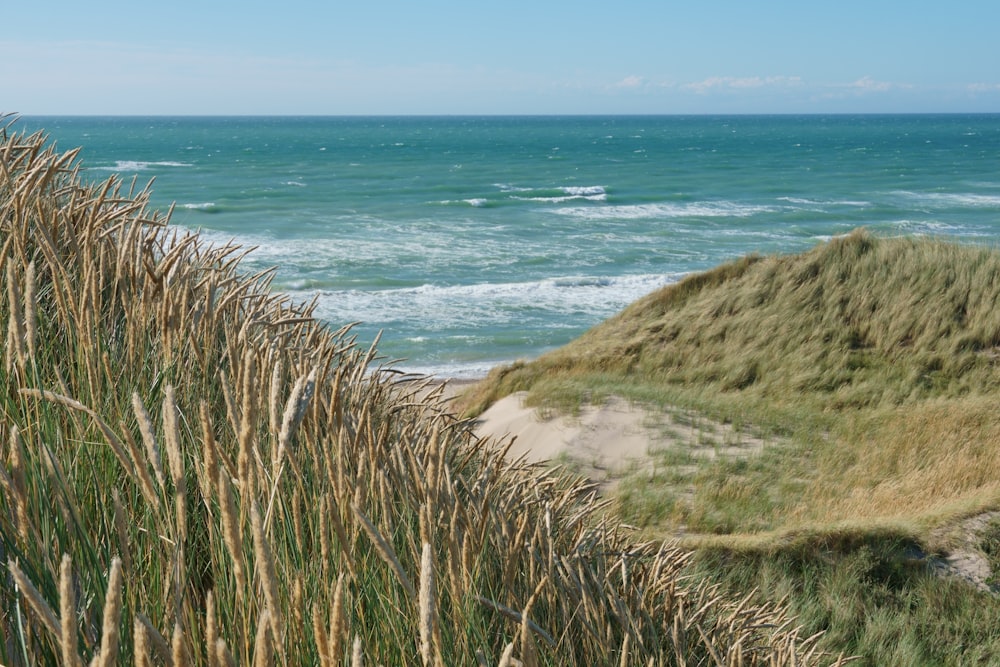 a grassy area next to a body of water