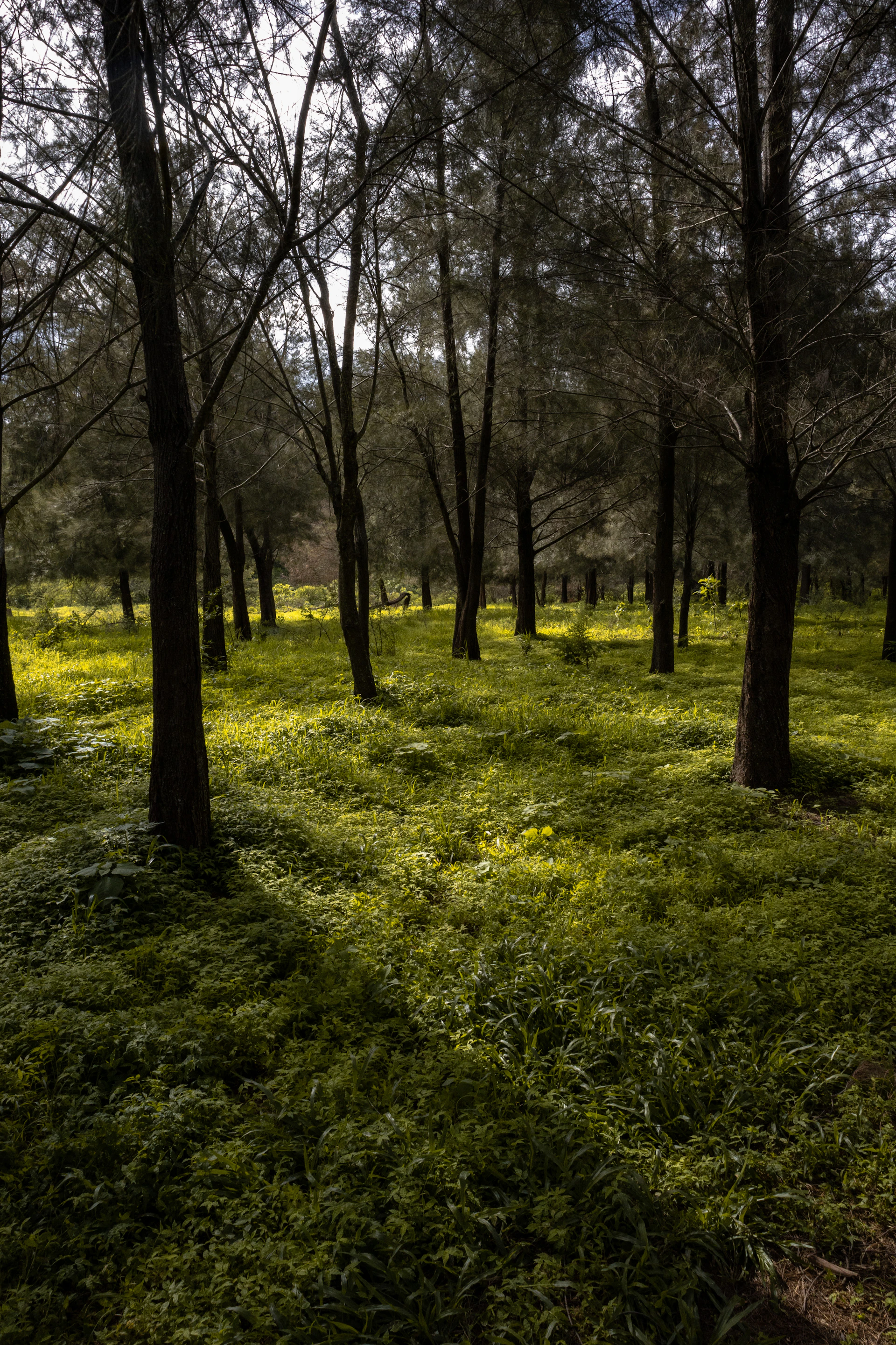 a grassy area with trees in it