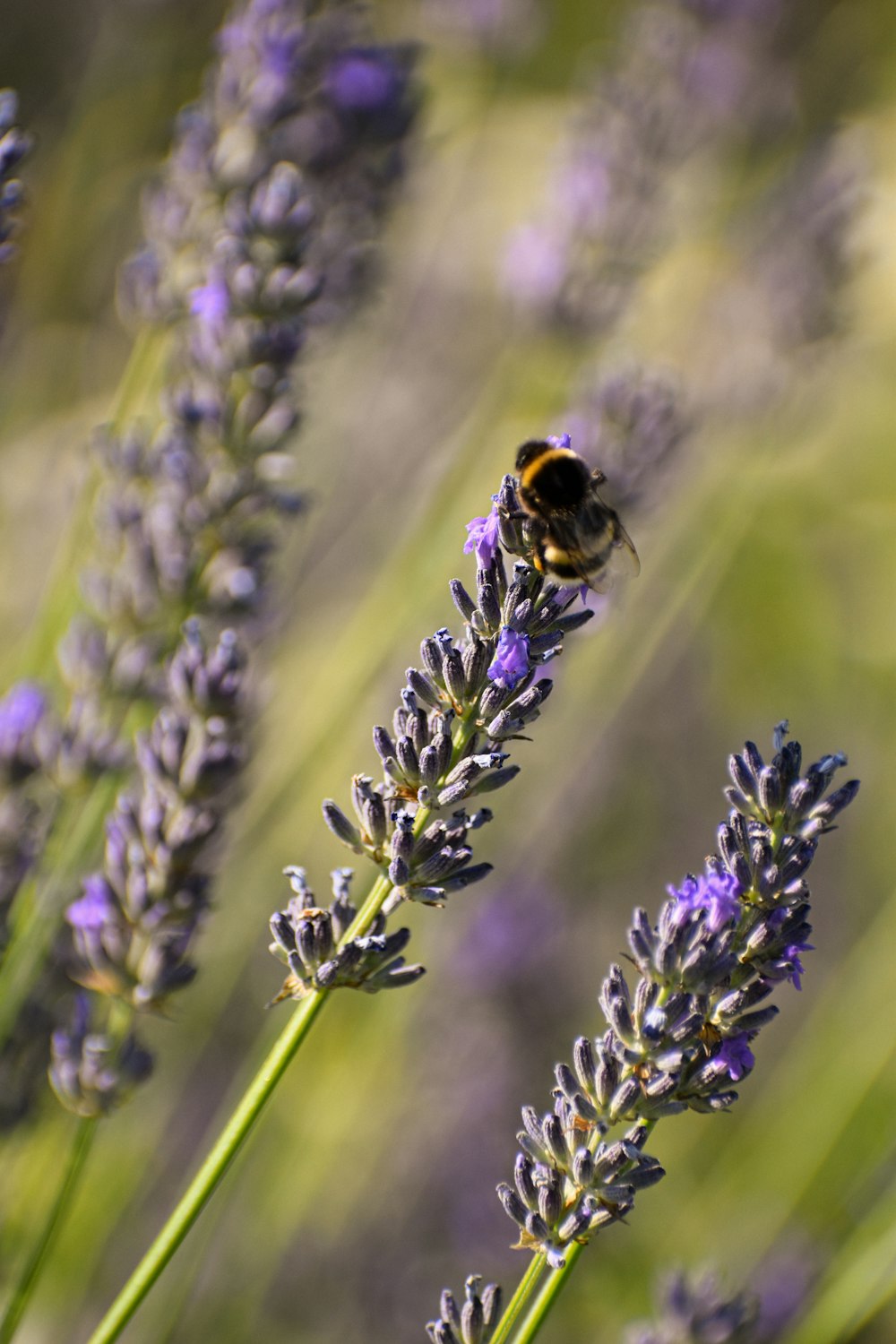 a bee on a flower