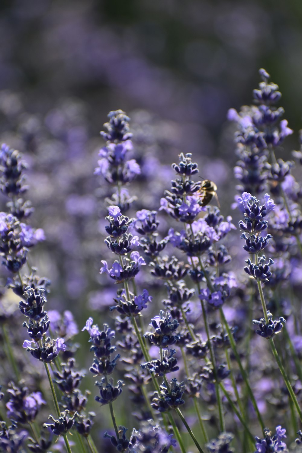 a close up of a flower