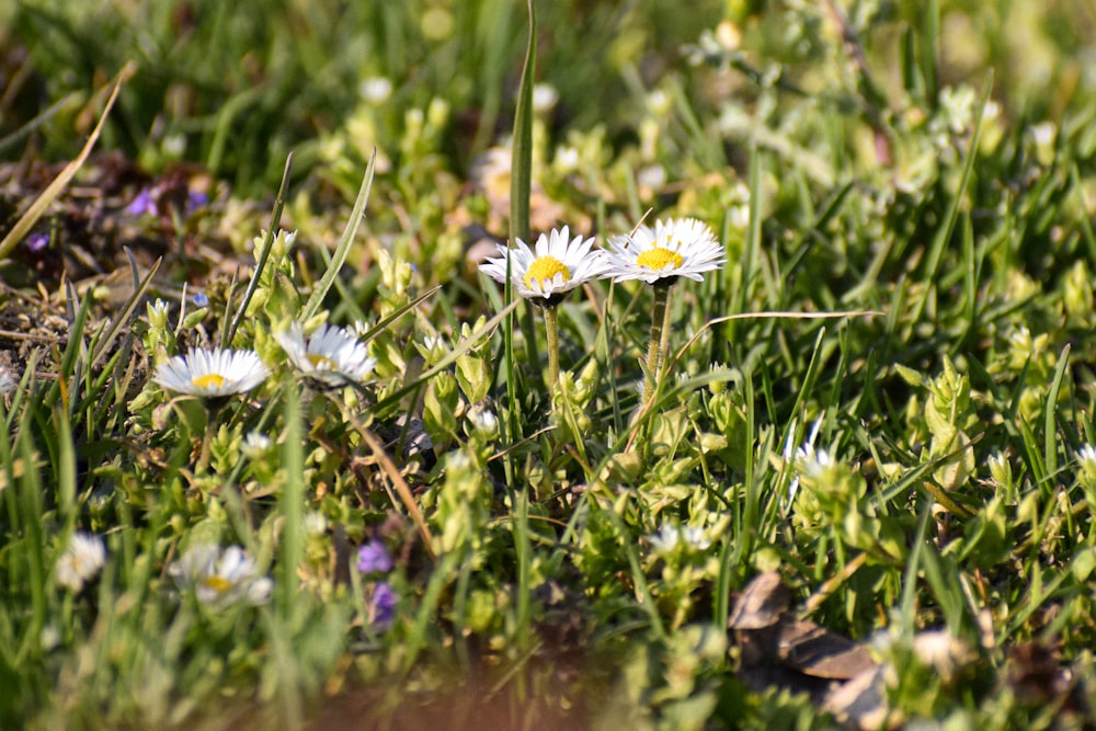 Eine Gruppe von Blumen