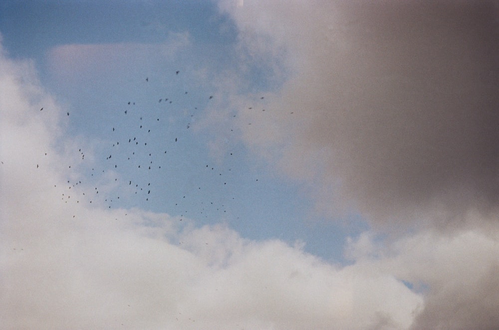 a group of birds flying in the sky