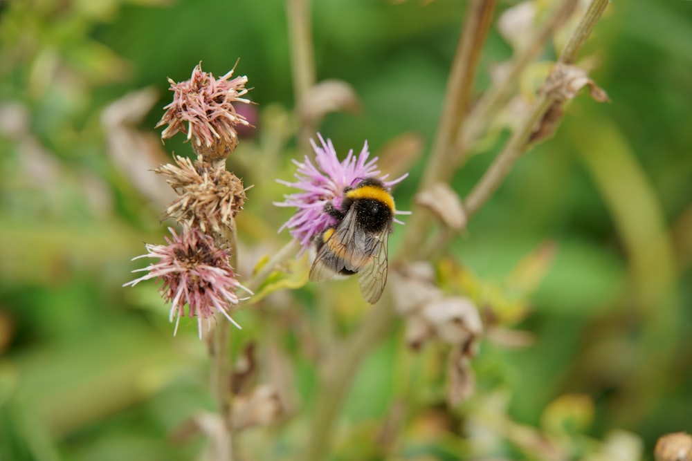 a bee on a flower