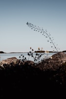 A peaceful lakeside view with blush-toned wildflowers in the foreground.