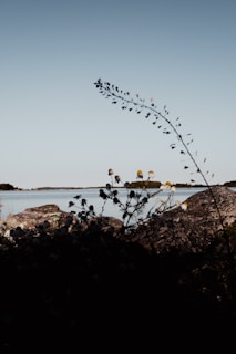 A peaceful lakeside view with blush-toned wildflowers in the foreground.