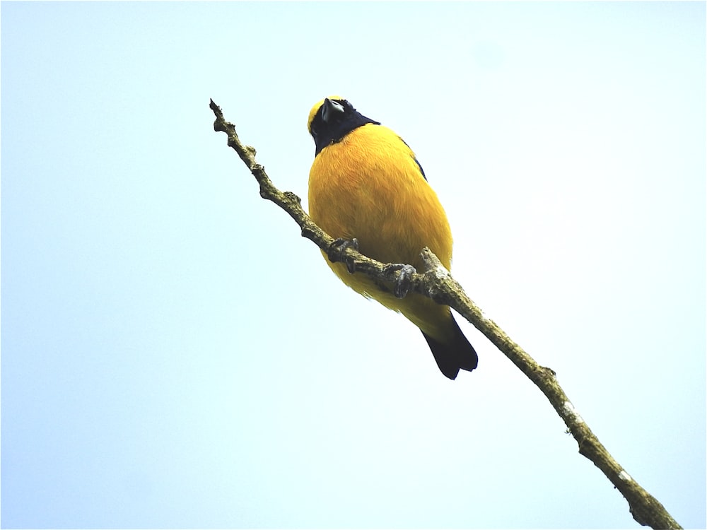 a bird sitting on a branch