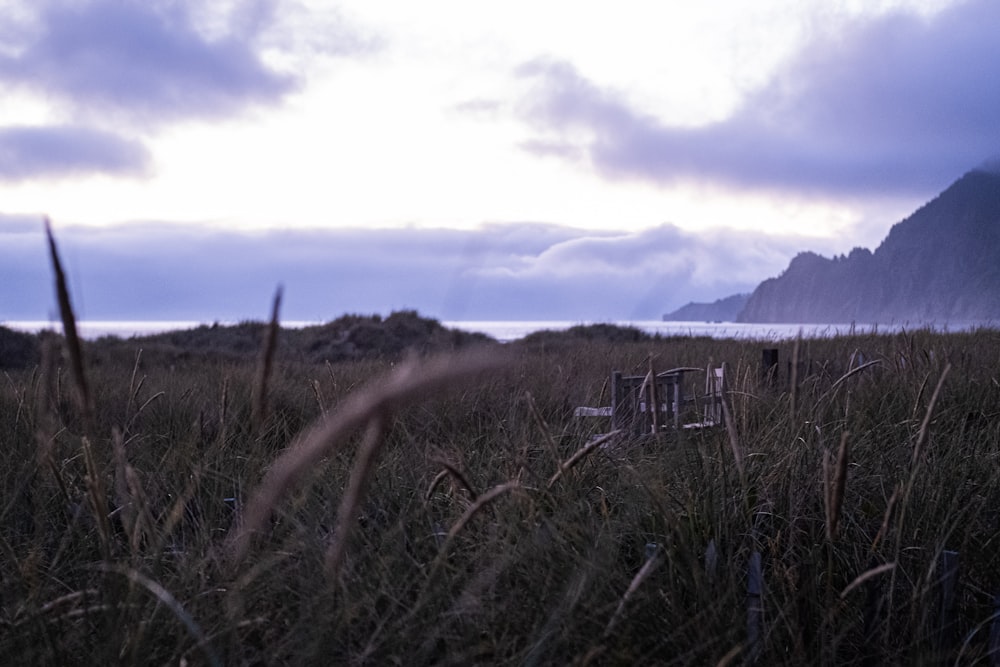 a field of tall grass with mountains in the background