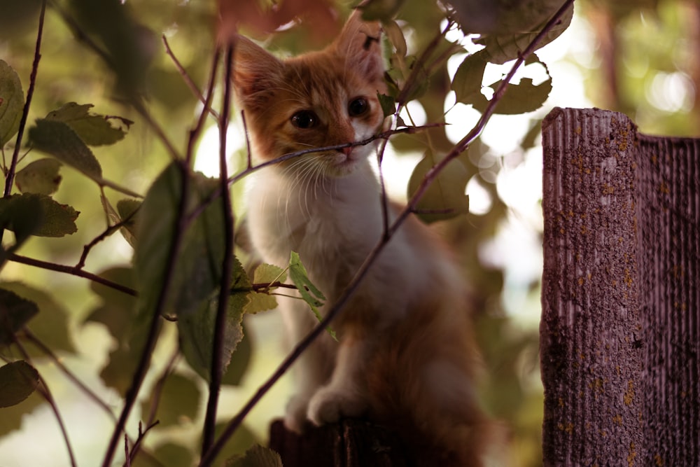 a cat standing on a tree