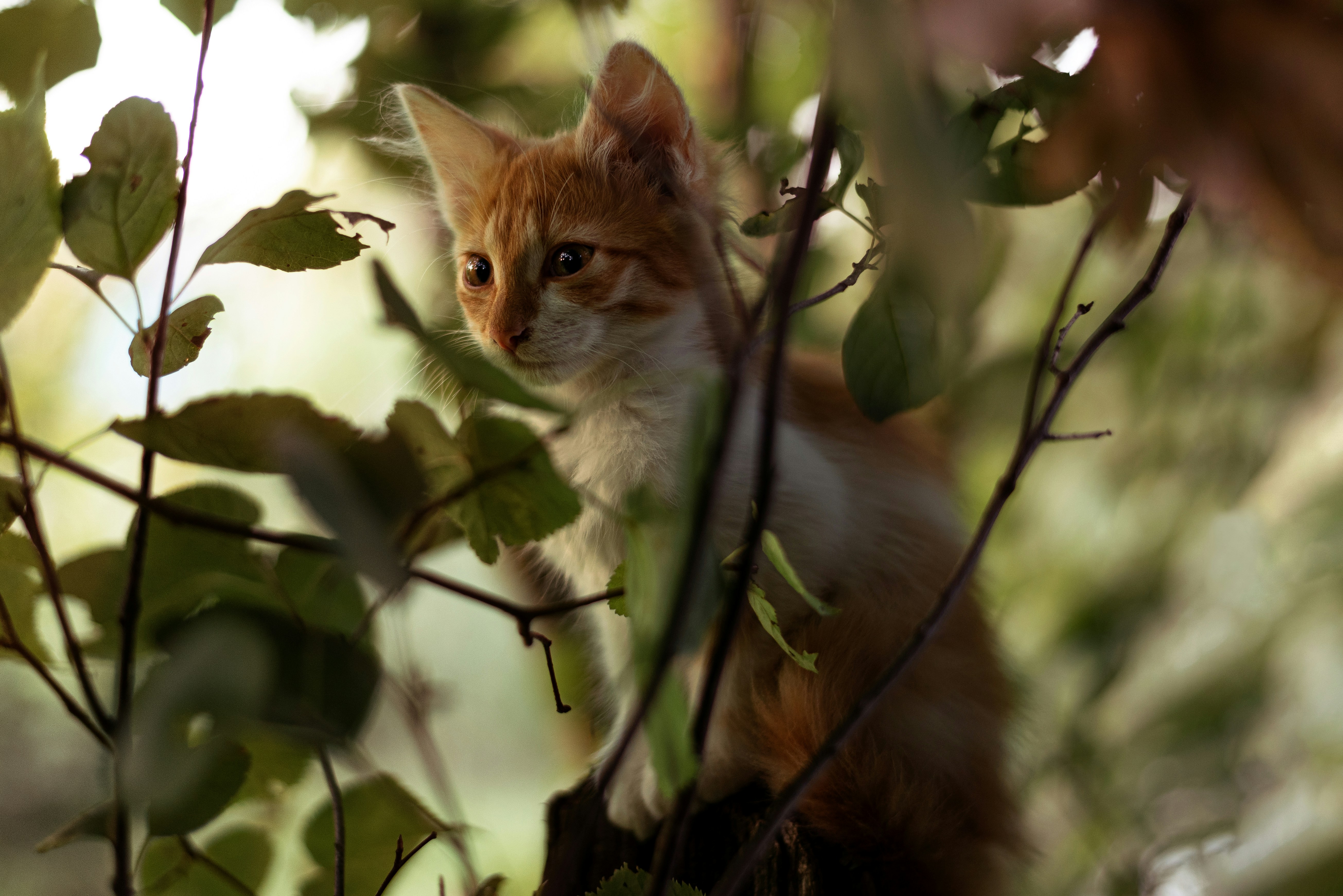 Photo by vadutskevich