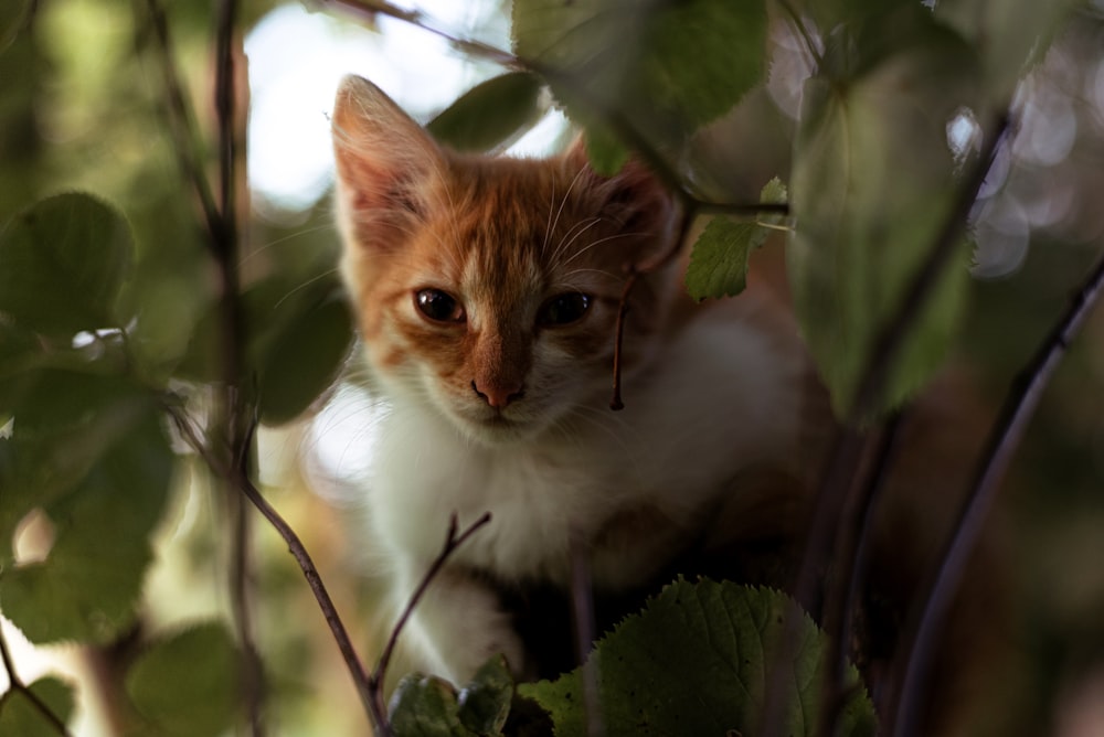 a cat in a tree