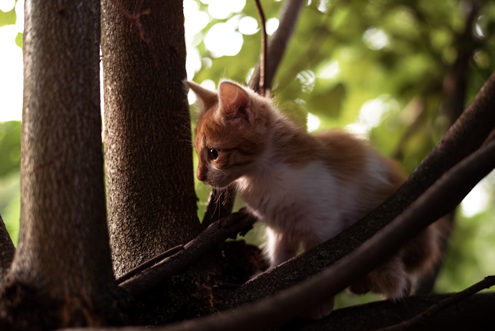 a cat sitting on a tree branch