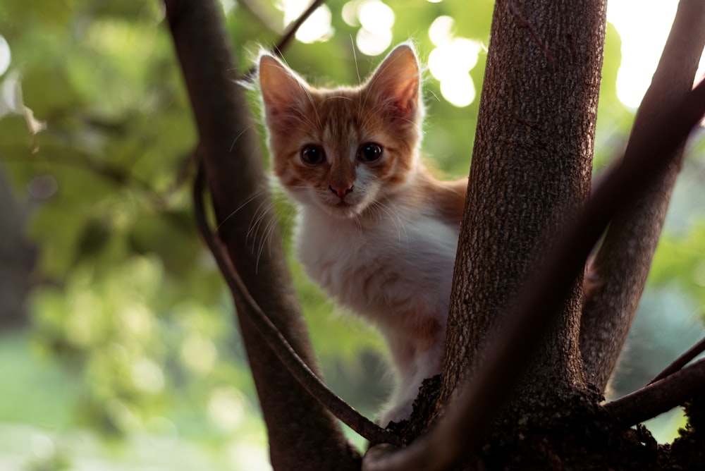 a cat on a tree branch