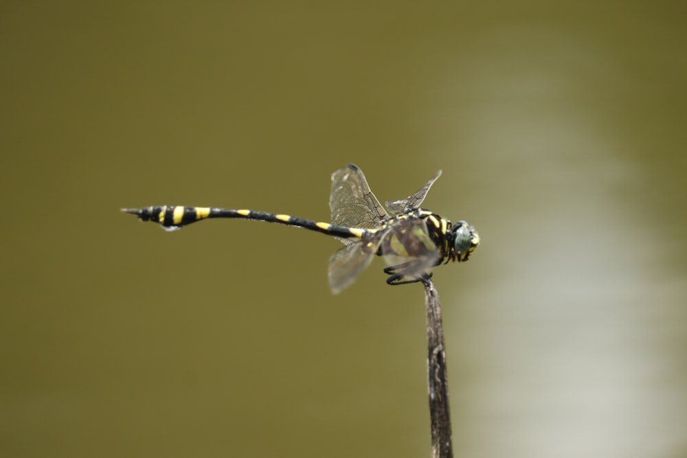 a dragonfly on a stick