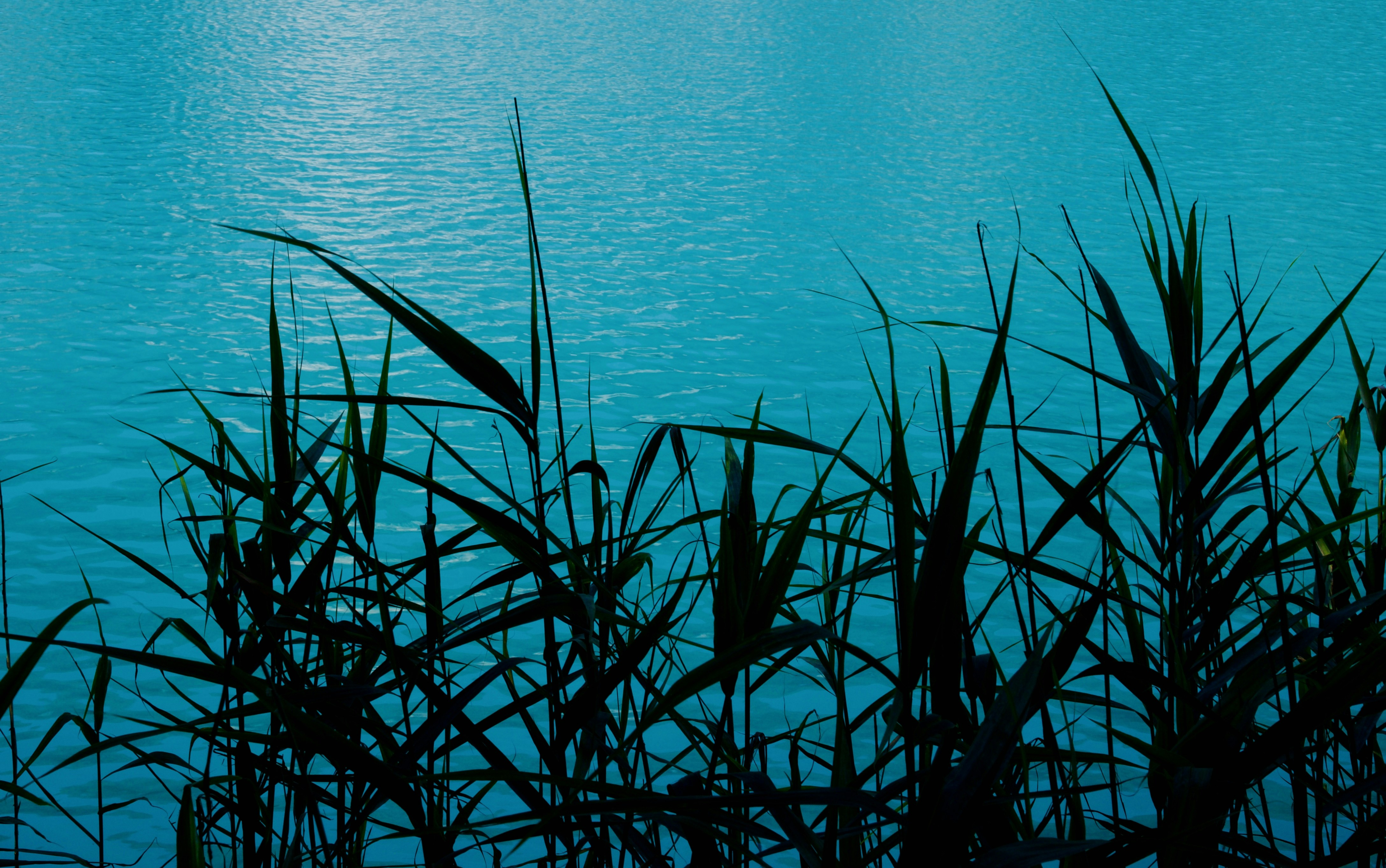 a close-up of some plants