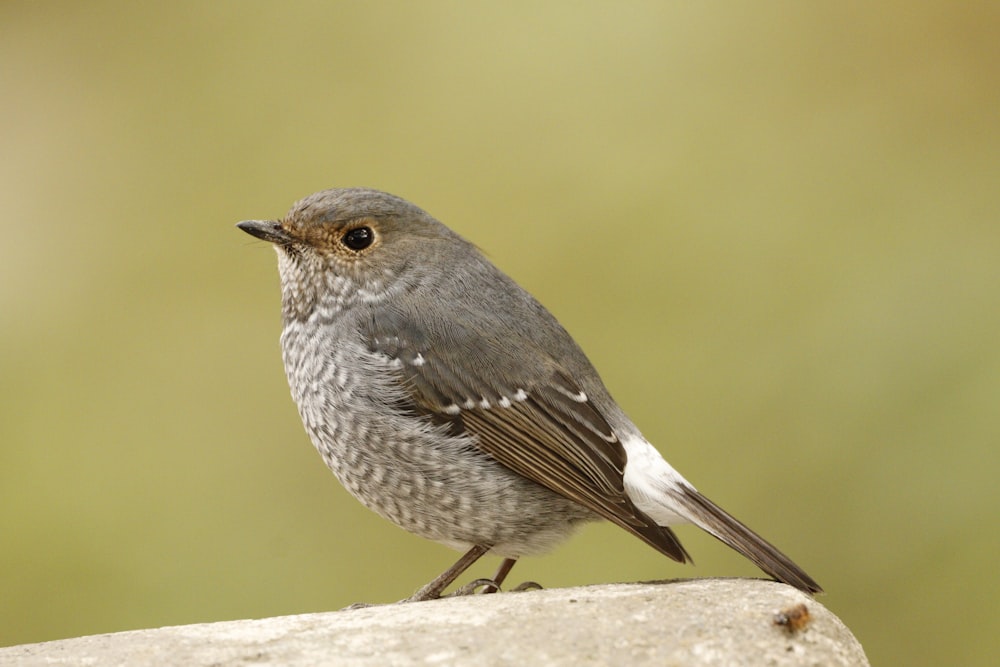 a bird standing on a wood post