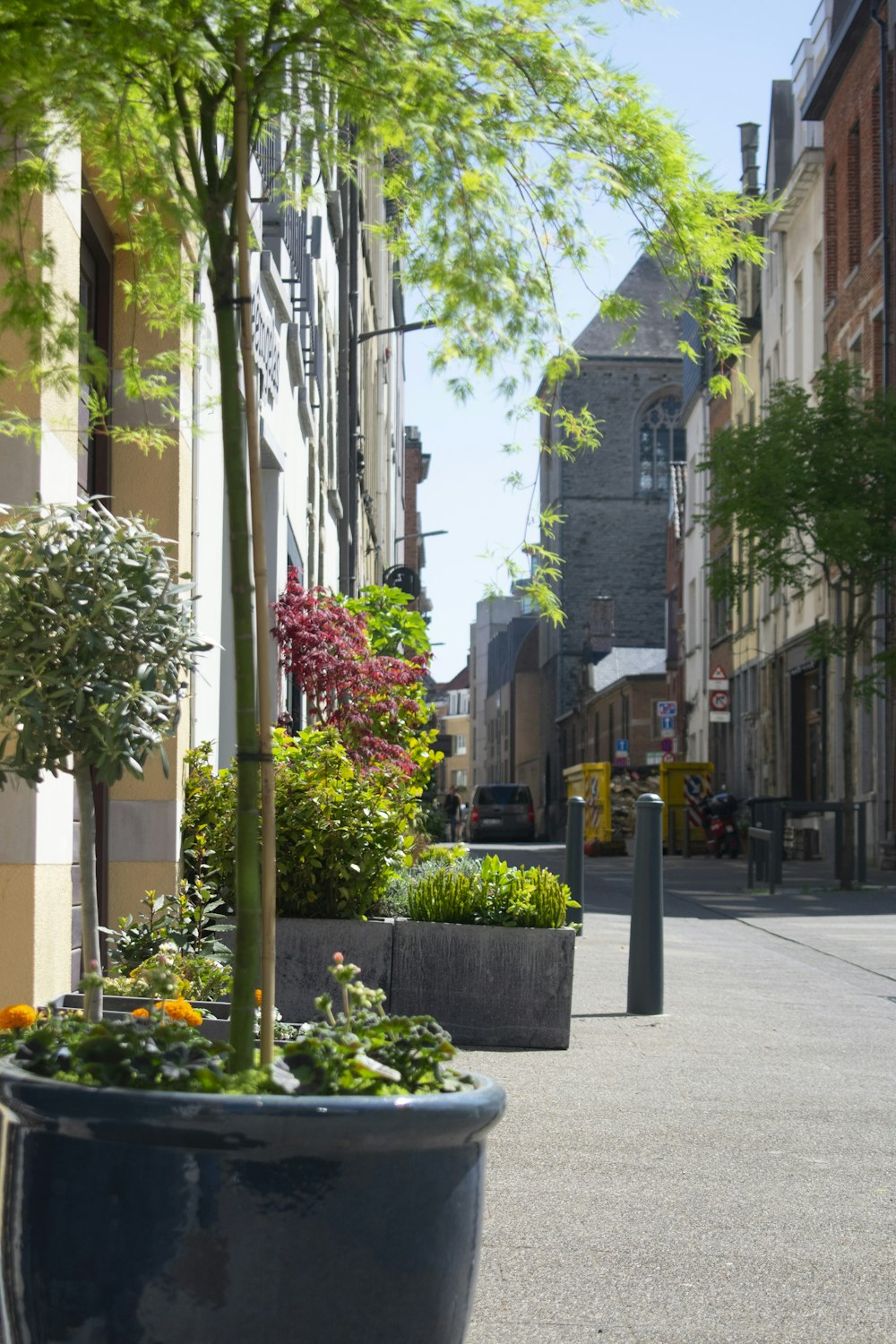 a street with trees and plants