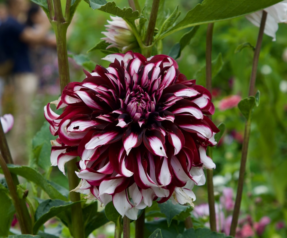 a close up of a flower