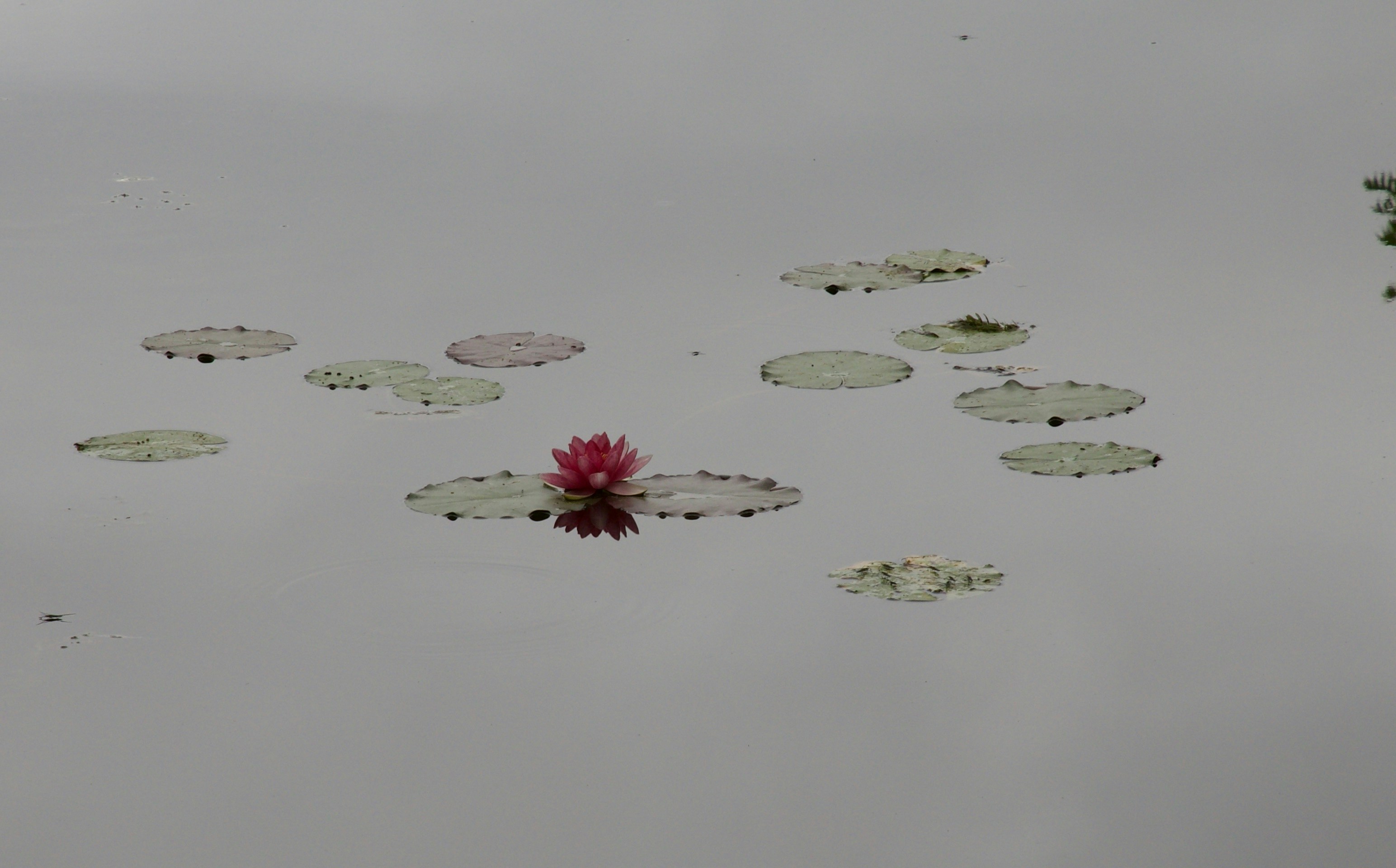 a flower floating on water