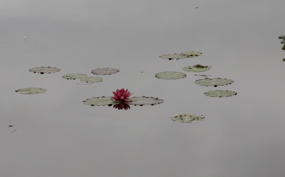 a flower floating on water