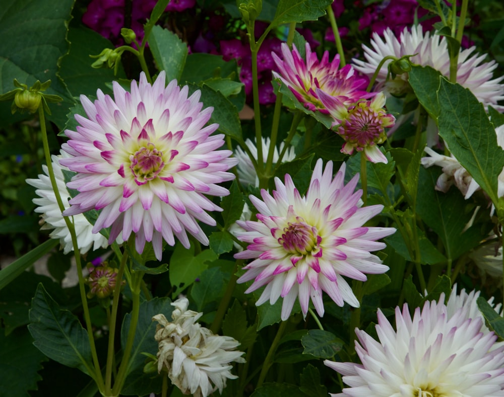 a group of flowers