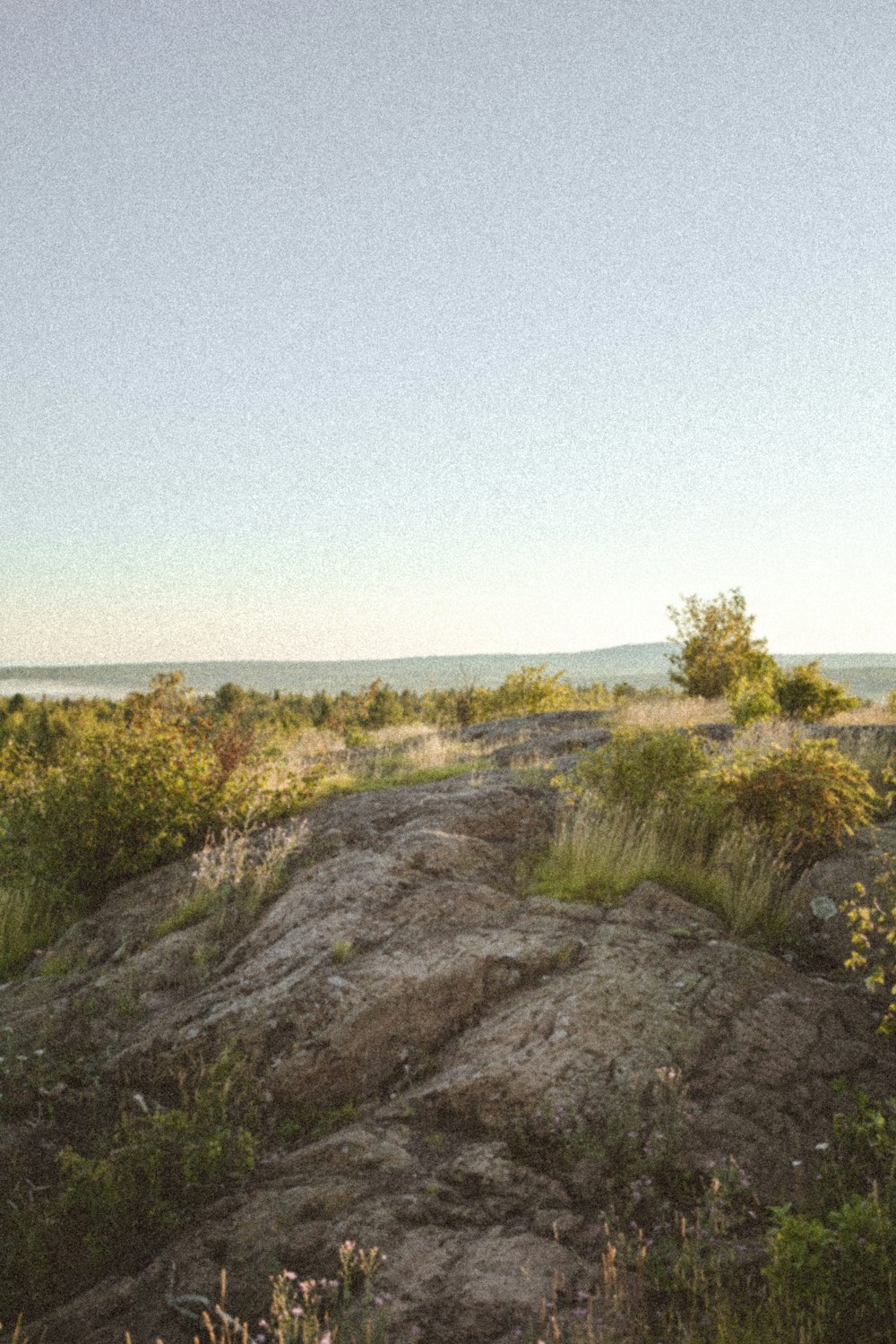 a rocky hillside with trees and bushes