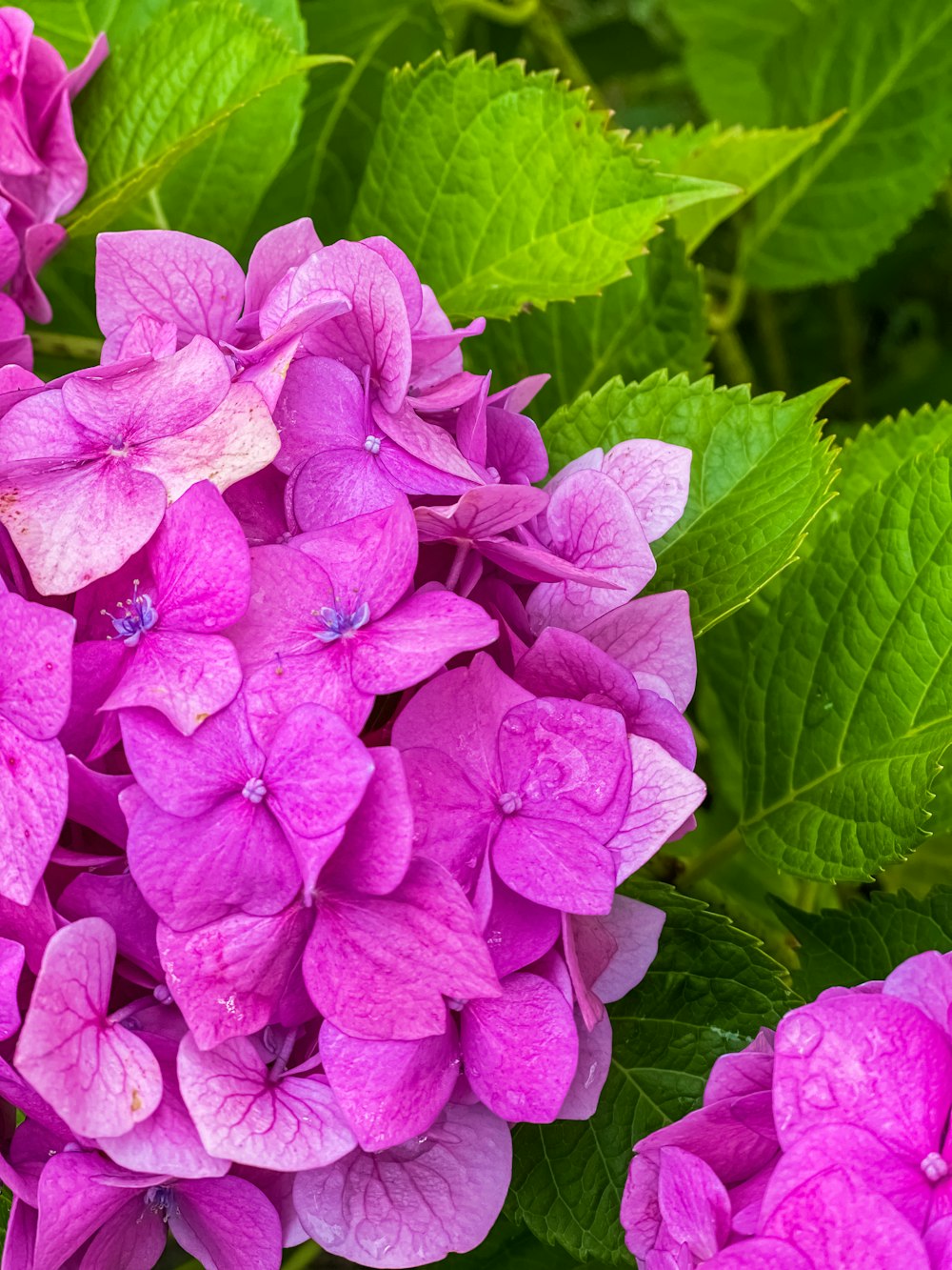 a group of purple flowers