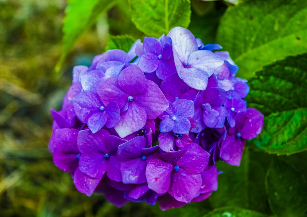 a group of purple flowers