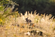 A serene rabbit resting in a lush green meadow.
