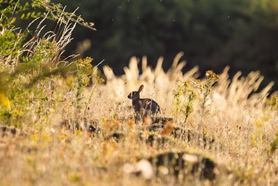 A calm therapy rabbit and children enjoying a sunny park during a mediation session.