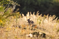 A serene outdoor setting with a therapy rabbit interacting with an elderly person on a sunny day.