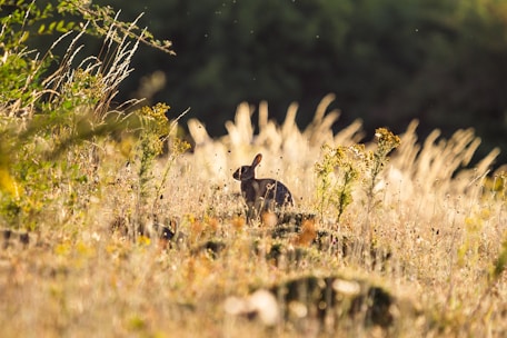 A serene rabbit sitting quietly in a vibrant flower garden.