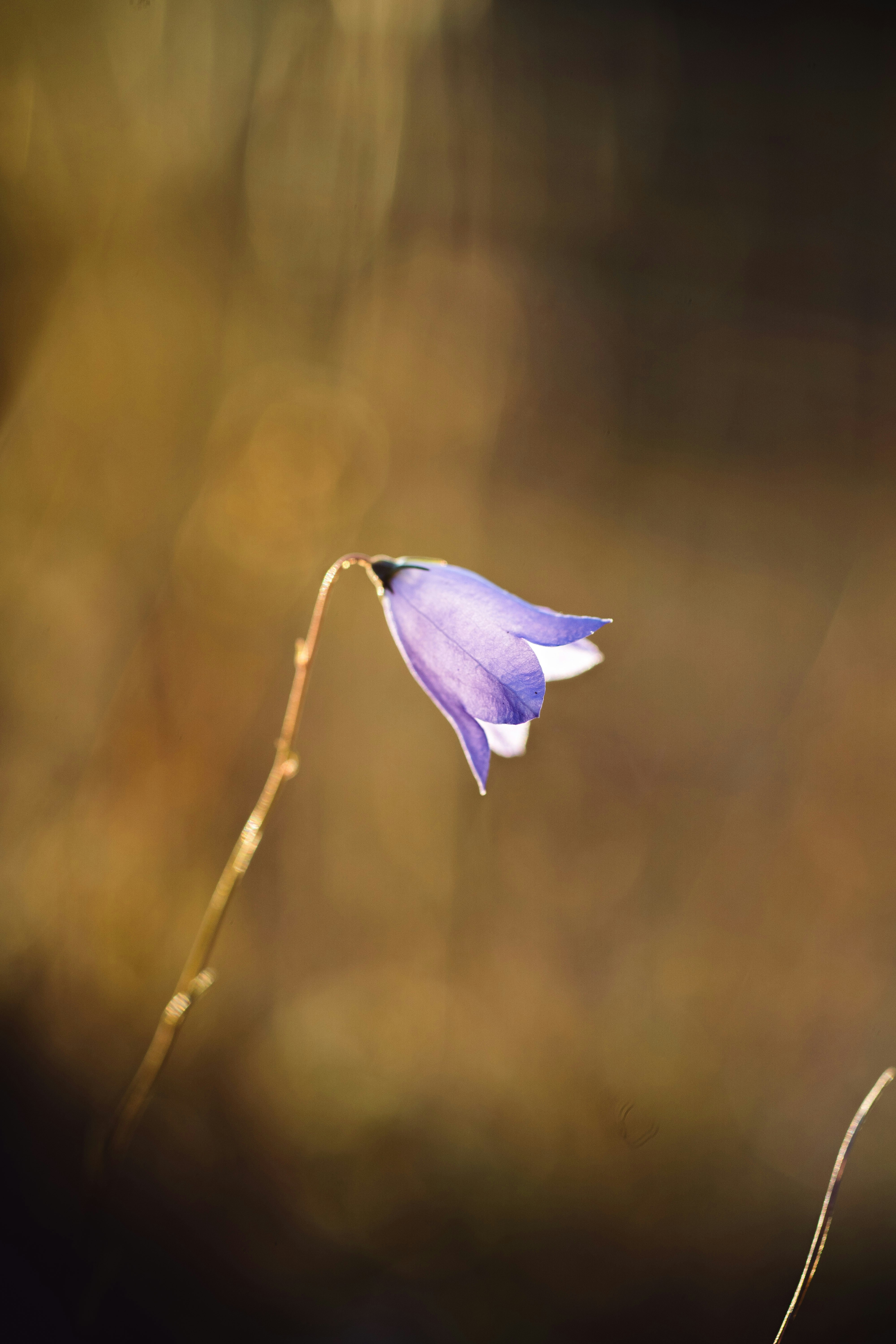 Photo by alken