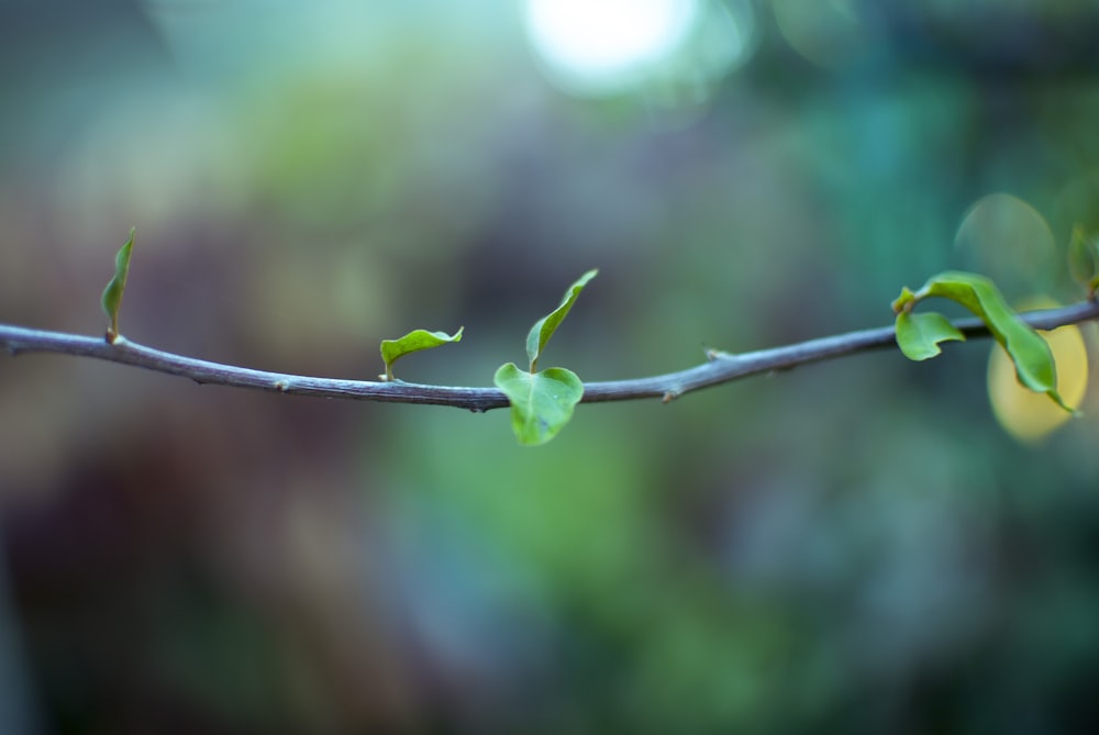 a close up of a branch with leaves