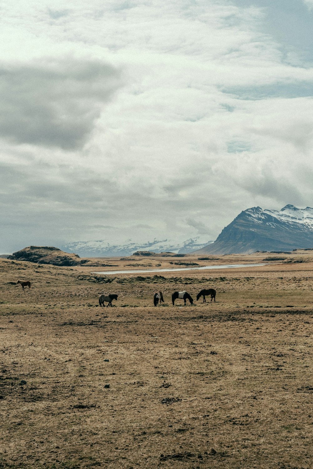 horses grazing in a field