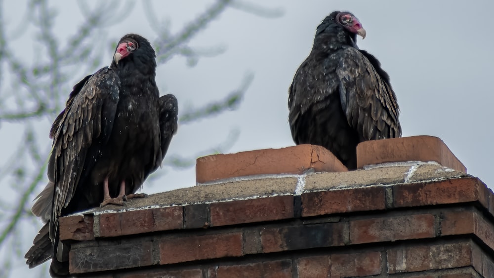 a couple of birds on a roof