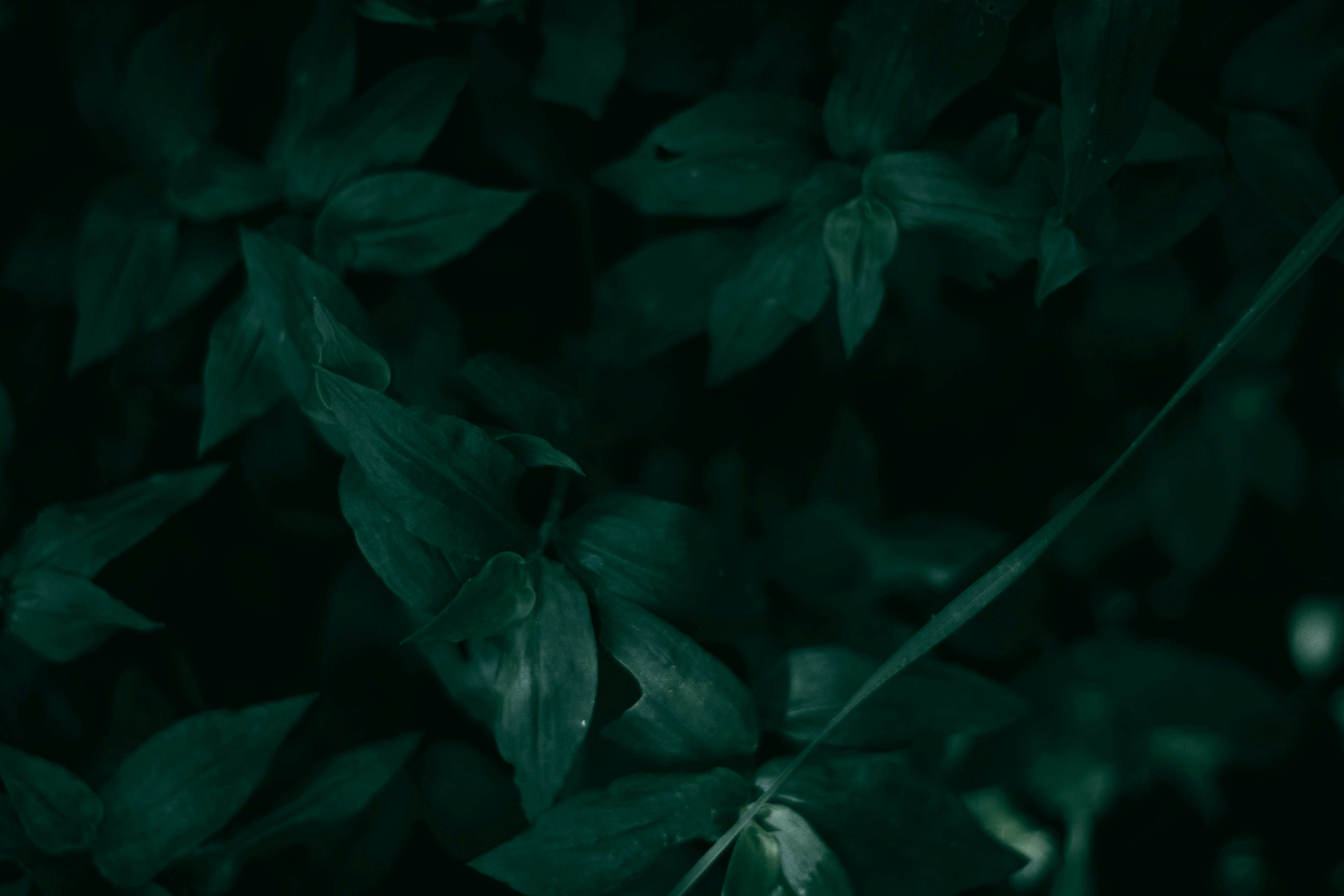 Photo by kristen_plastique