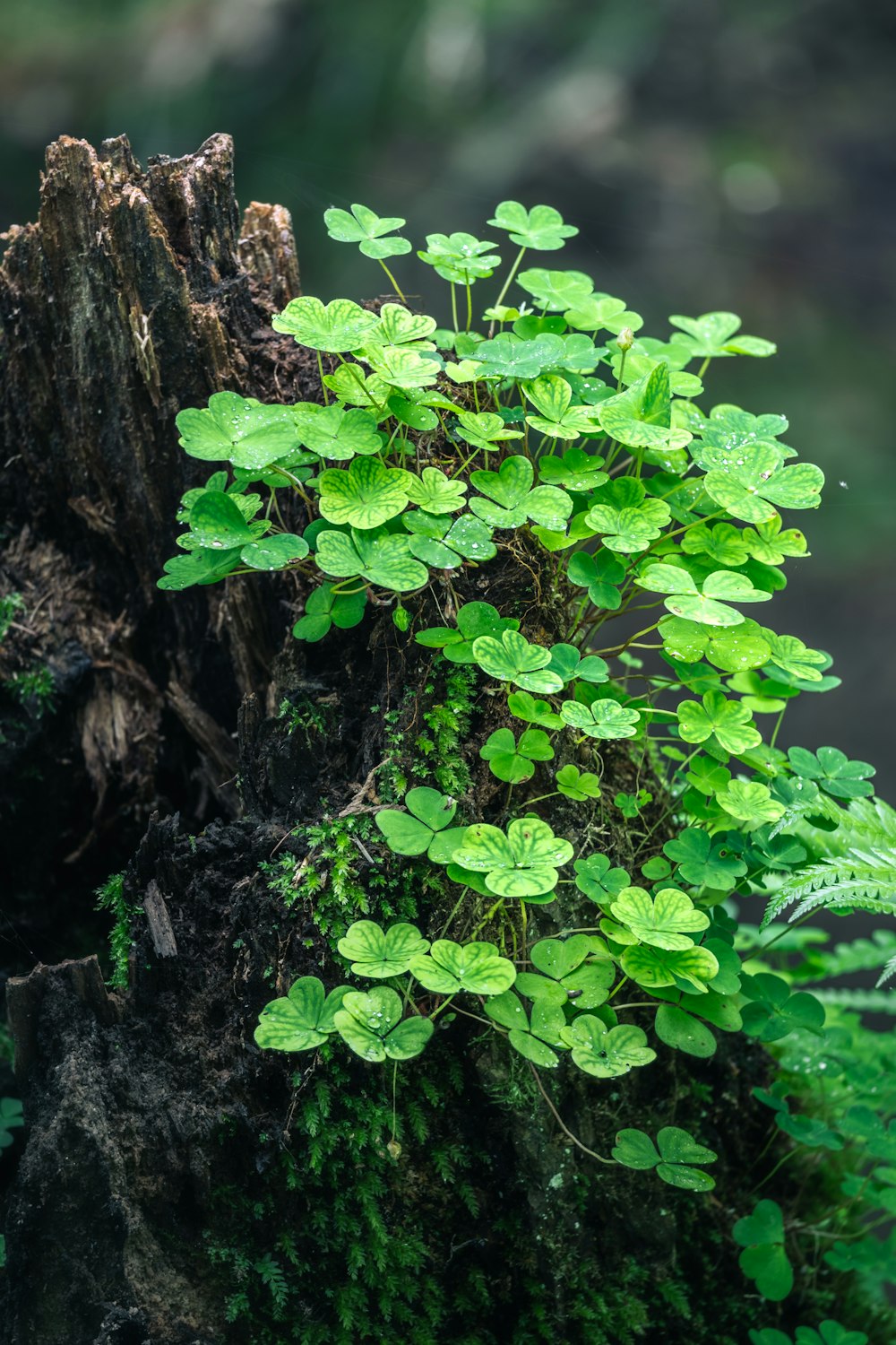 a tree trunk with green leaves