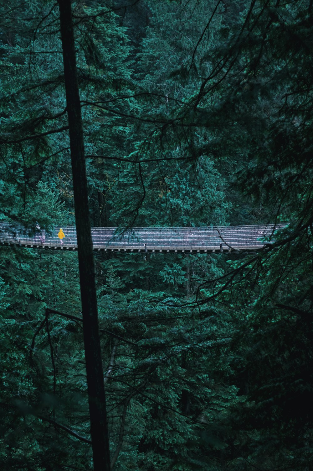 a bridge in the woods