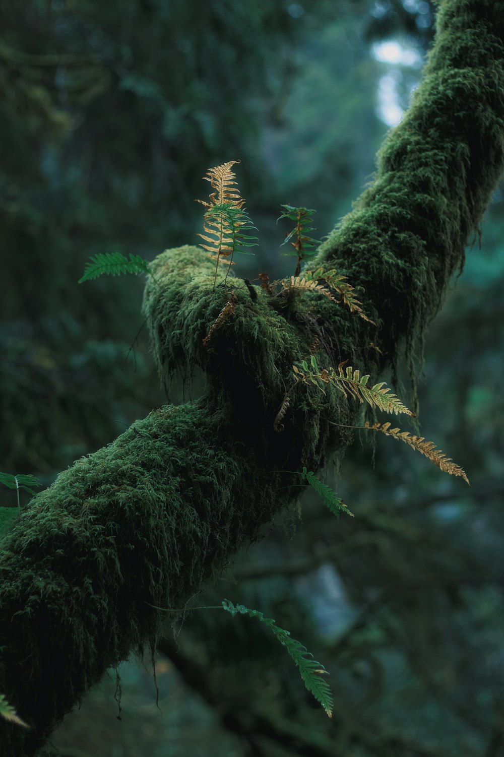 a close-up of a tree