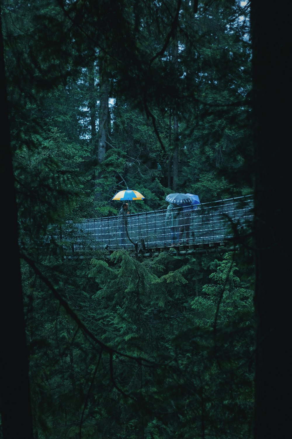 a couple of people walk under umbrellas in the woods