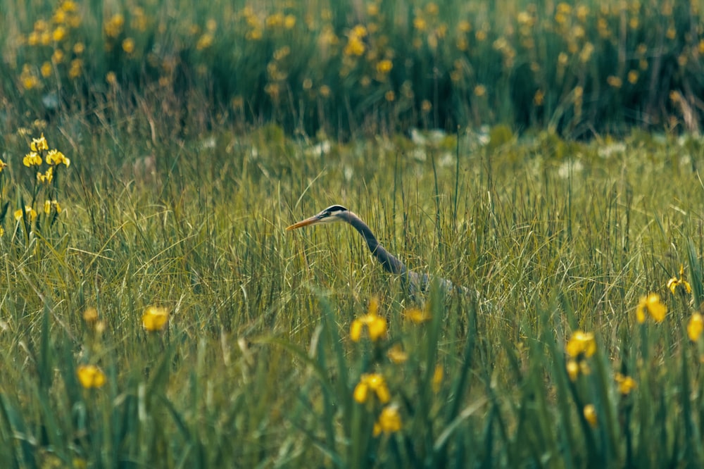 a bird in a field of grass