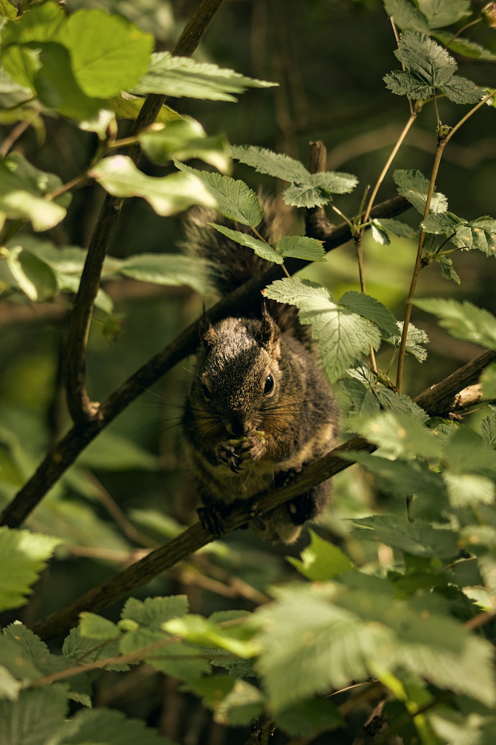 a bat from a branch