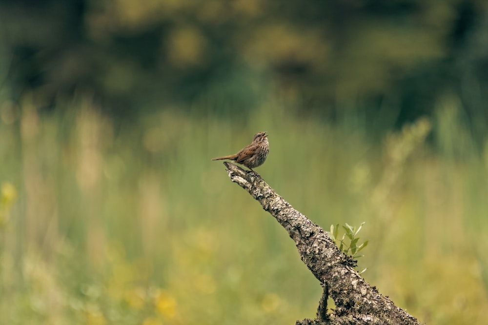 a bird perched on a branch