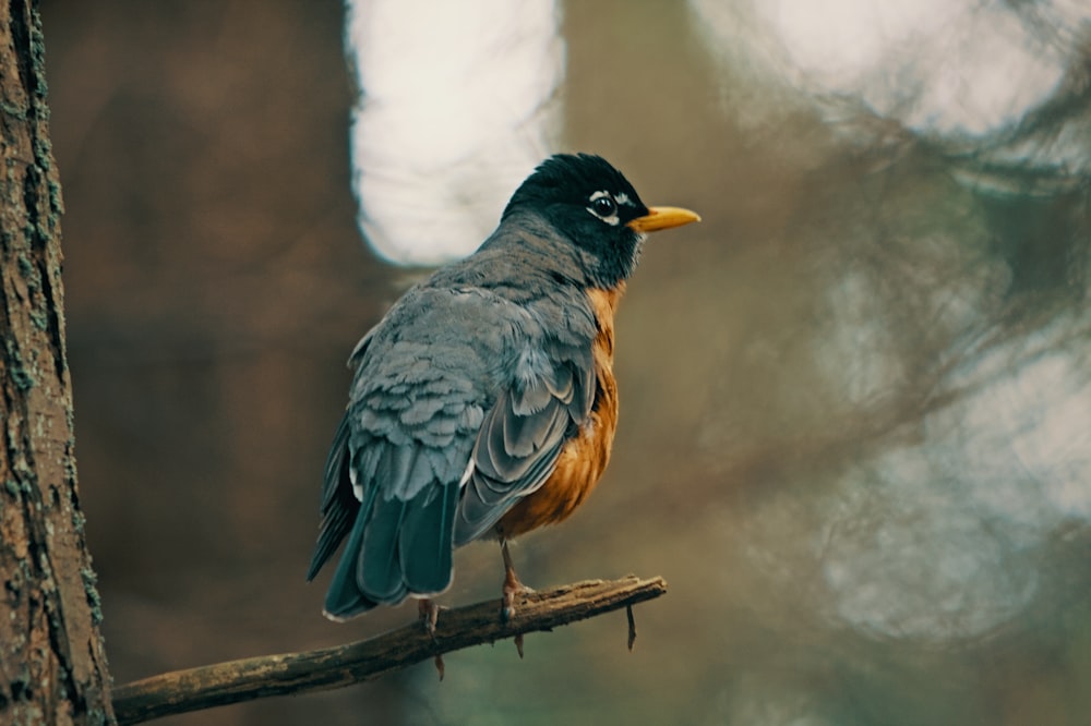 a bird on a branch