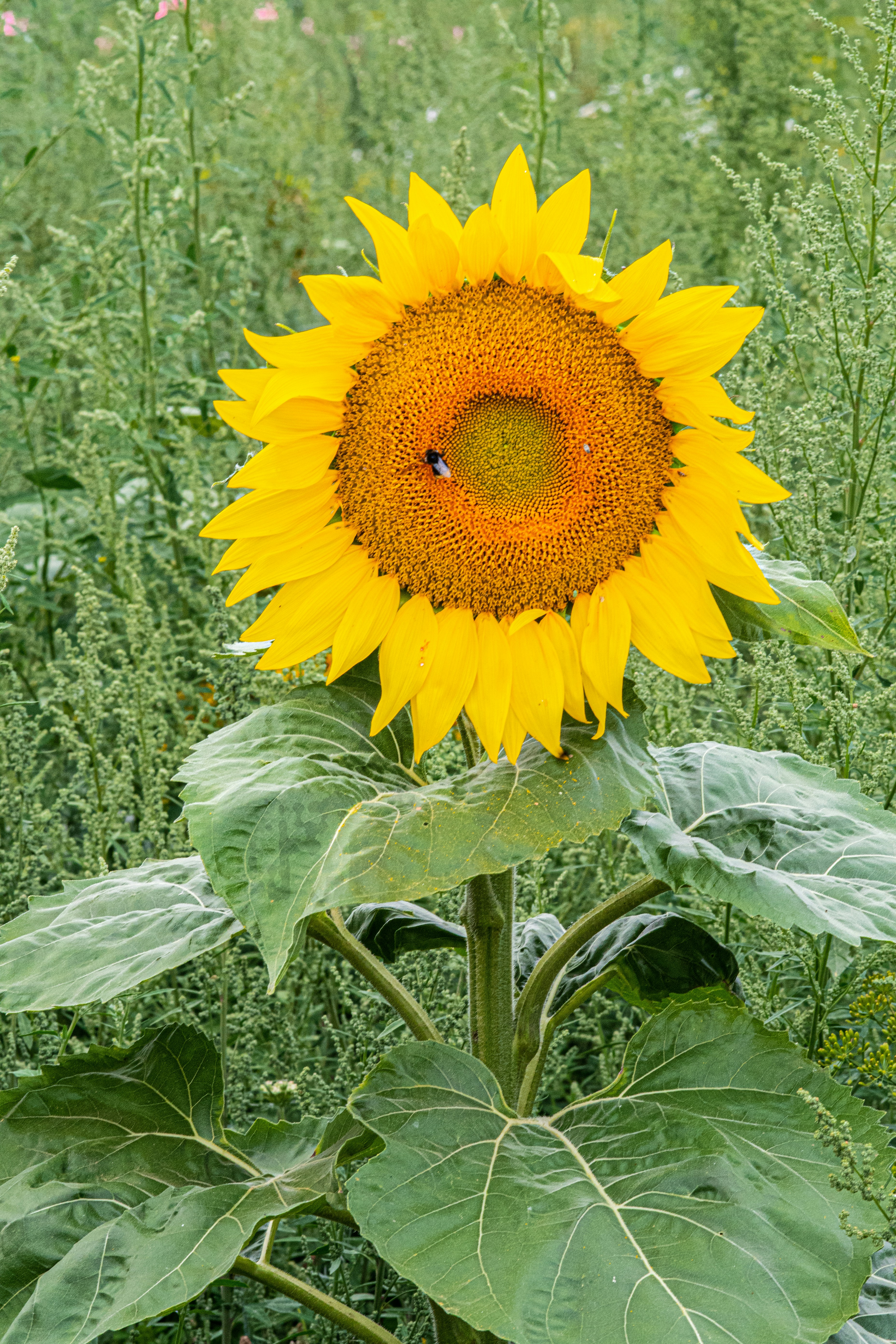 Photo by siegfriedpoepperl