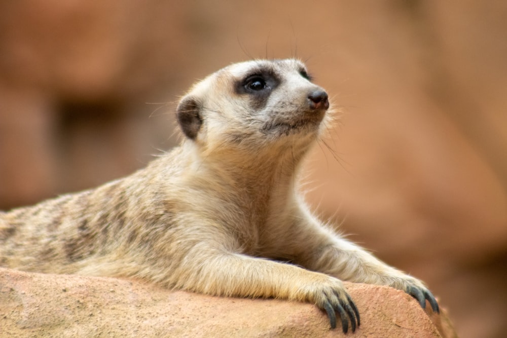 a small animal with its paws on a rock