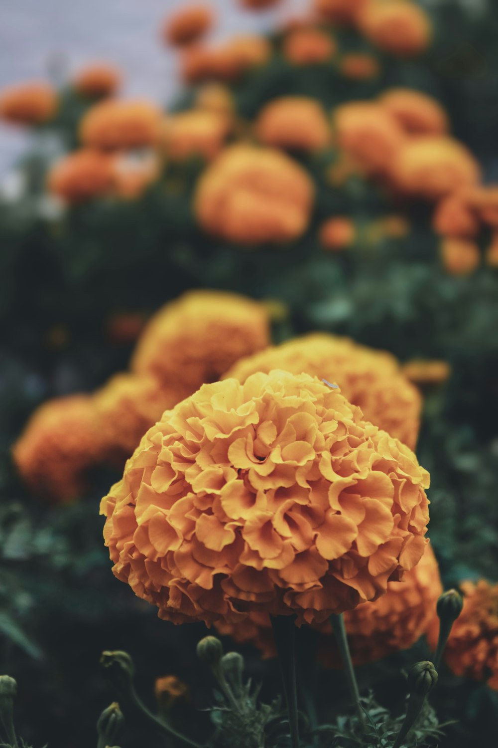 a close up of a flower