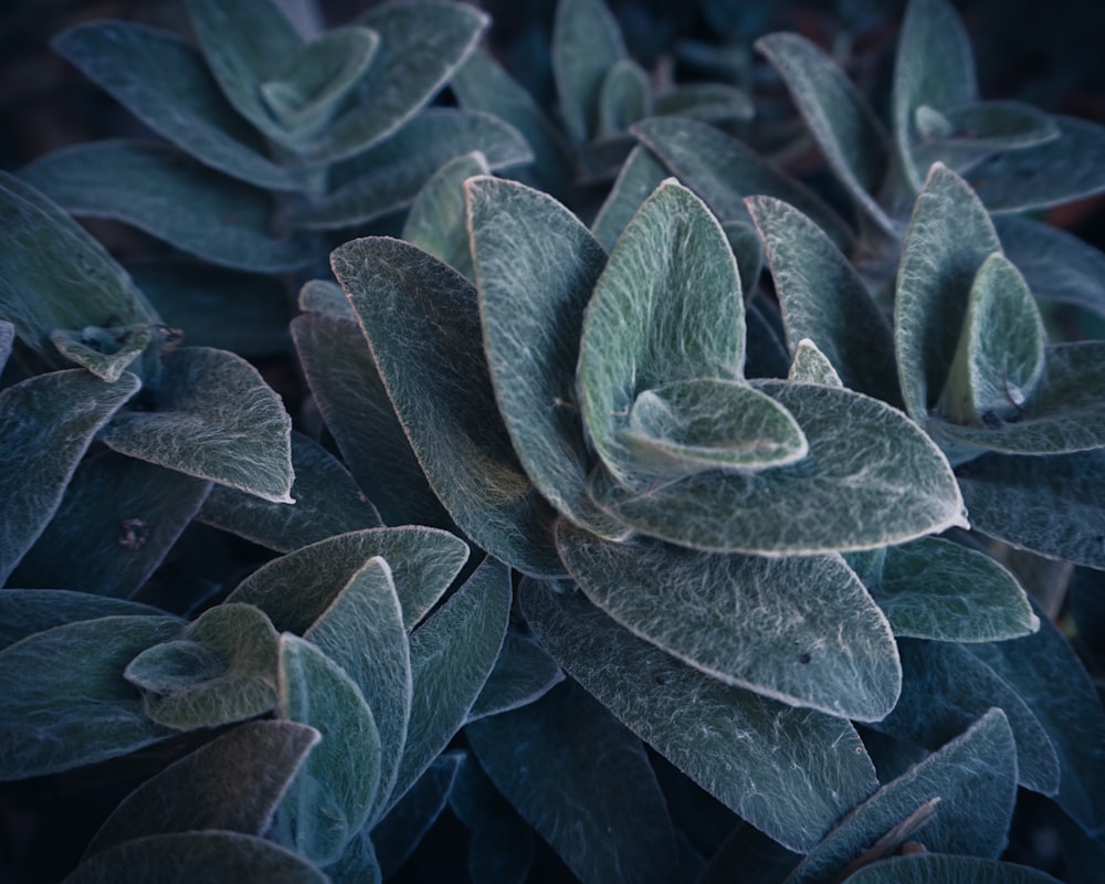 a close up of a plant