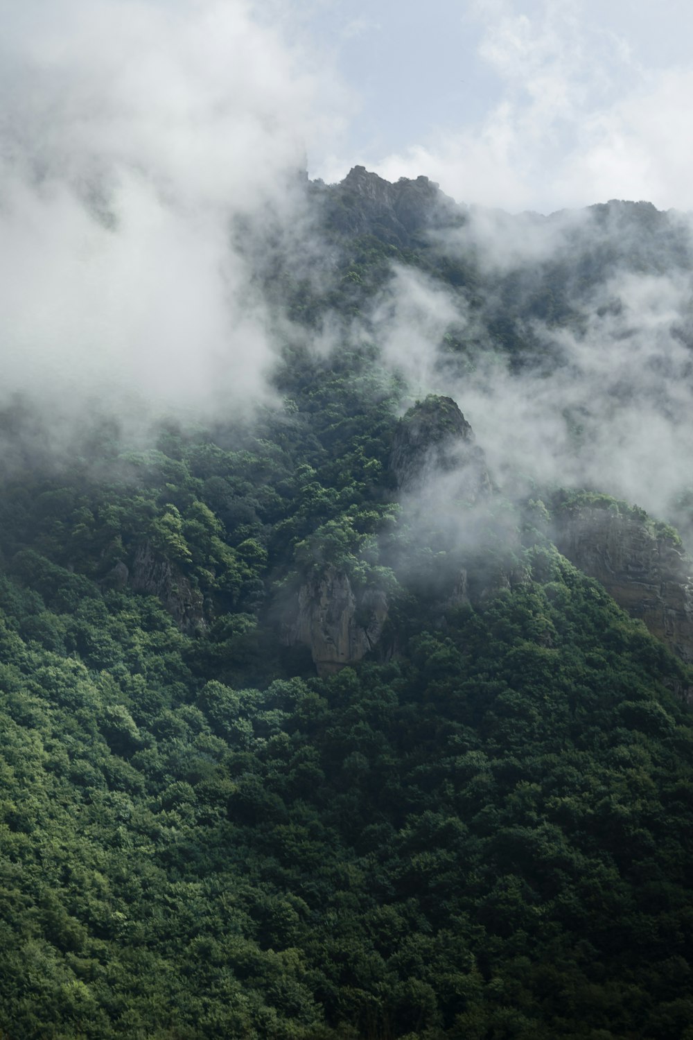 a forest of trees